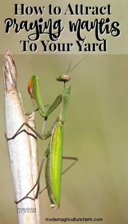 How to Attract Praying Mantis to your Garden