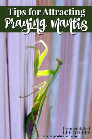 How to Attract Praying Mantis to your Garden
