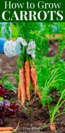 Tips for Growing Carrots in the Garden