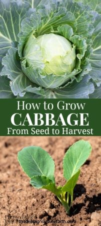 Tips for Growing Cabbage in Your Garden