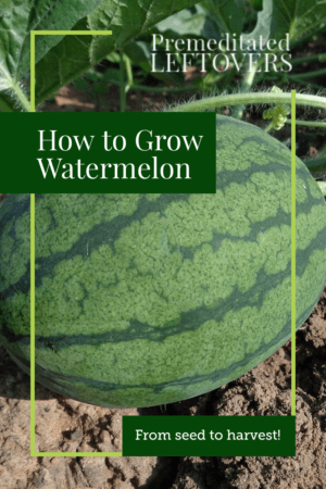 How to Grow Watermelon