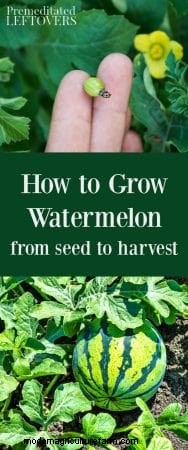 How to Grow Watermelon