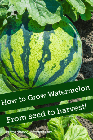 How to Grow Watermelon