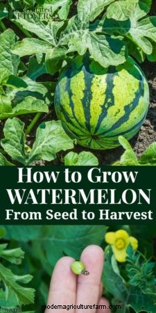 How to Grow Watermelon