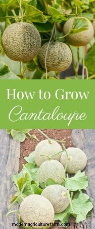 How to Grow Cantaloupe