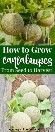 How to Grow Cantaloupe