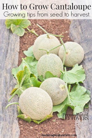 How to Grow Cantaloupe