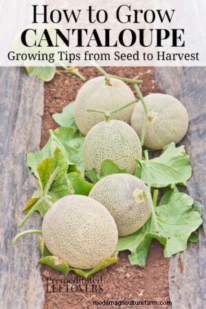 How to Grow Cantaloupe