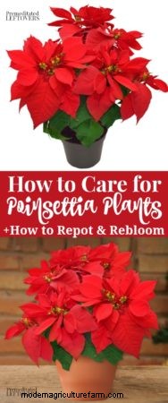 How to Keep Your Poinsettias Alive This Year