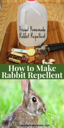 How to Make Rabbit Repellent