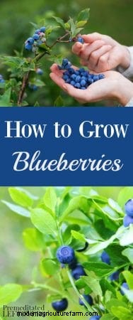 Tips for Growing Blueberries