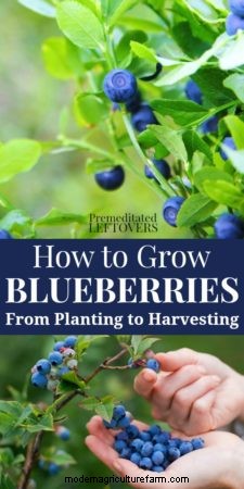 Tips for Growing Blueberries