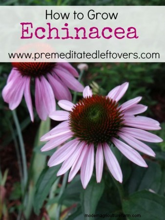 How to Grow Echinacea