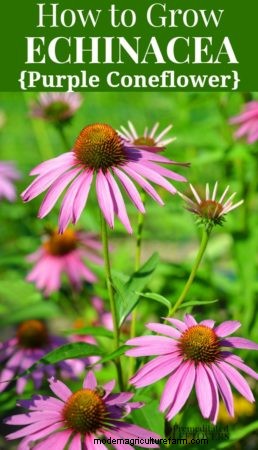 How to Grow Echinacea