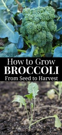 Tips for Growing Broccoli in Your Garden