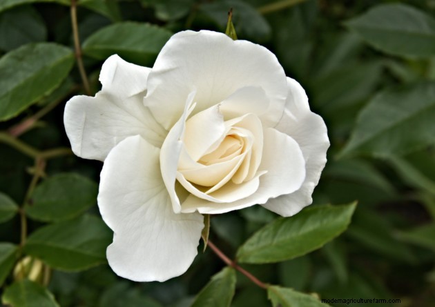 How to prune roses: a video guide