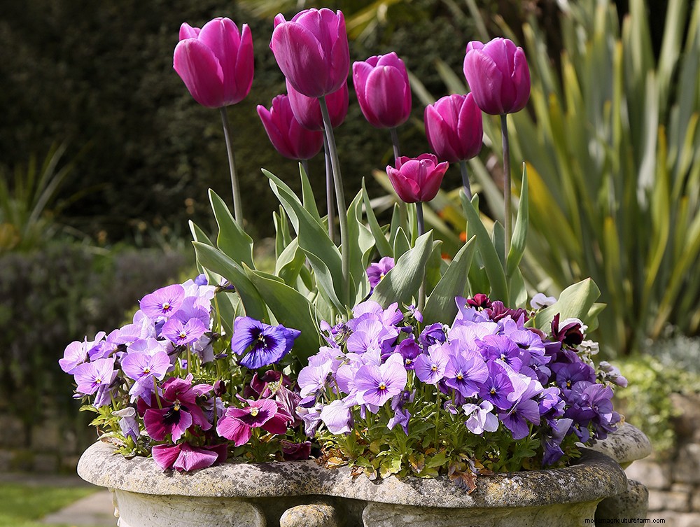 Neil Miller recommends 10 plants for May