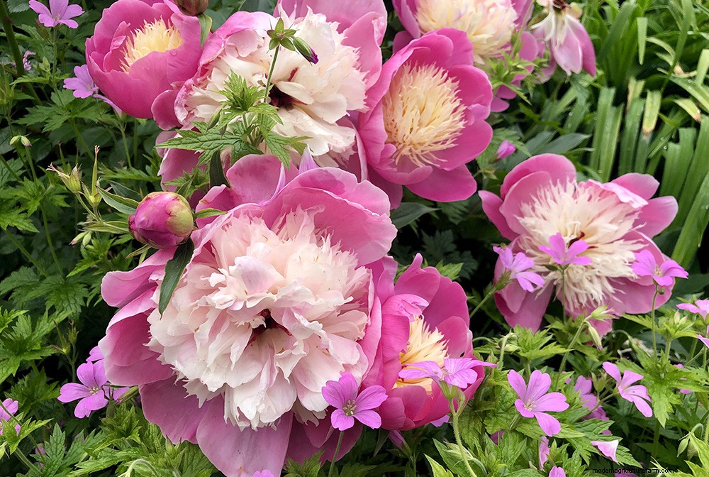 Neil Miller recommends 10 plants for May