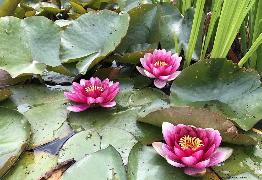 Neil Miller recommends 10 plants for May