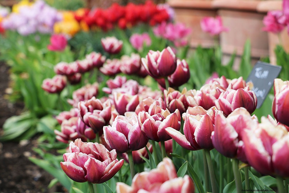 Neil Miller recommends 10 plants for May