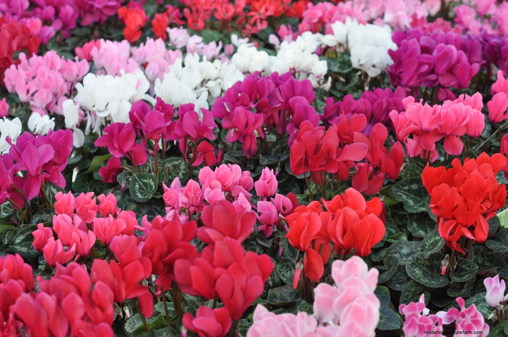 Cyclamen persicum: Plant profile