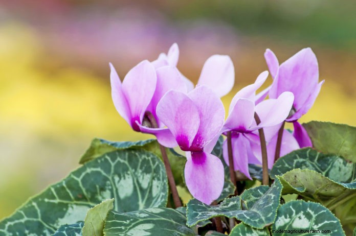 Cyclamen persicum: Plant profile