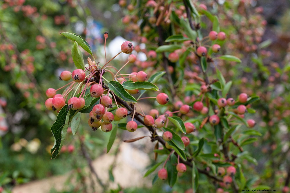 Colourful Chelsea Plant Combinations