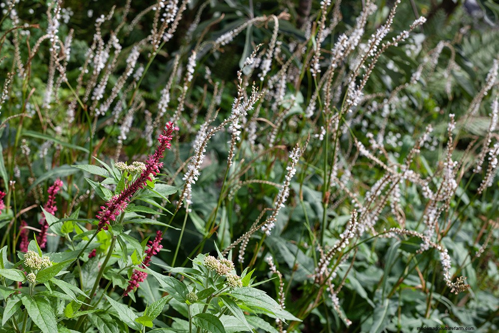 Colourful Chelsea Plant Combinations