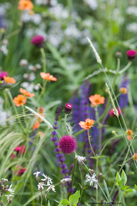 Colourful Chelsea Plant Combinations