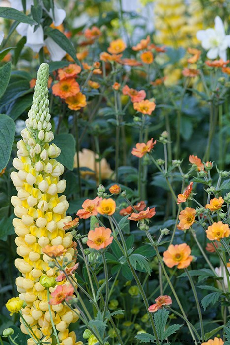 Colourful Chelsea Plant Combinations