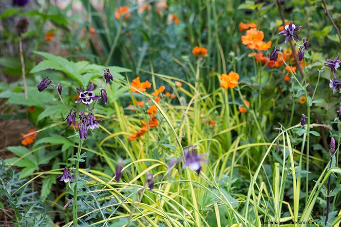 Colourful Chelsea Plant Combinations