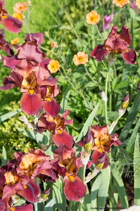 Colourful Chelsea Plant Combinations