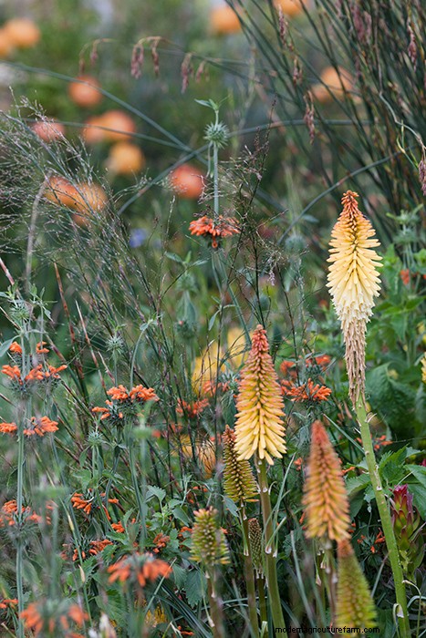 Colourful Chelsea Plant Combinations
