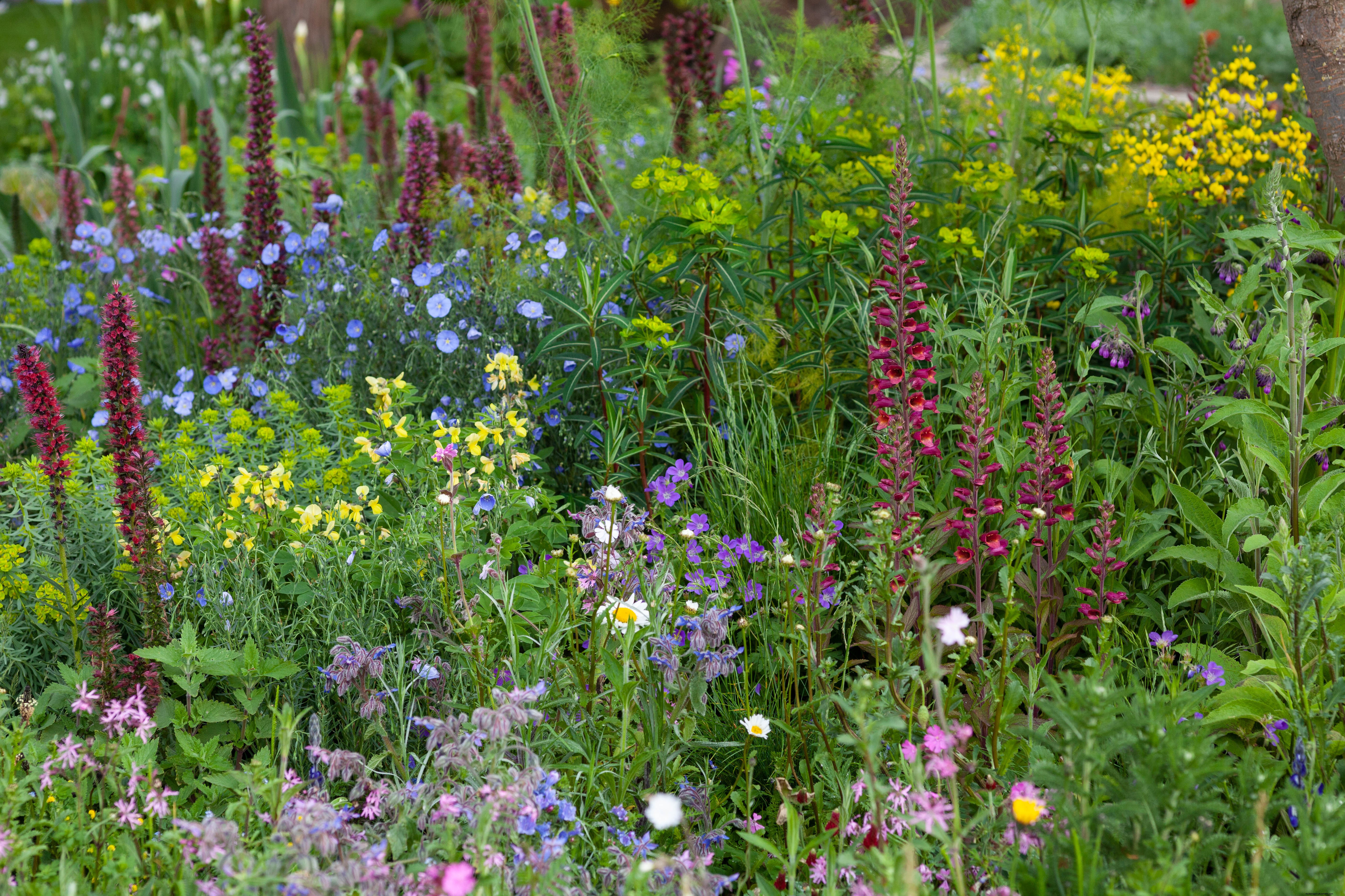 Colourful Chelsea Plant Combinations