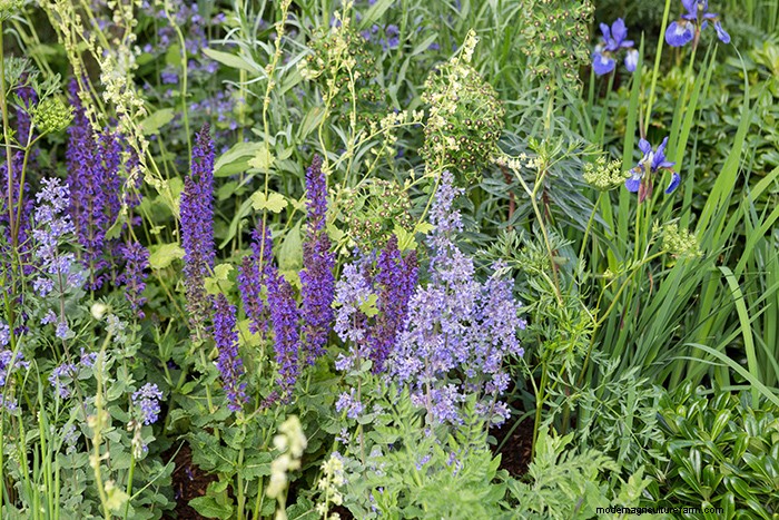 Colourful Chelsea Plant Combinations