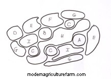 Planting a dry border