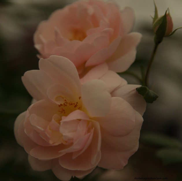 RHS Chelsea: New roses for 2014