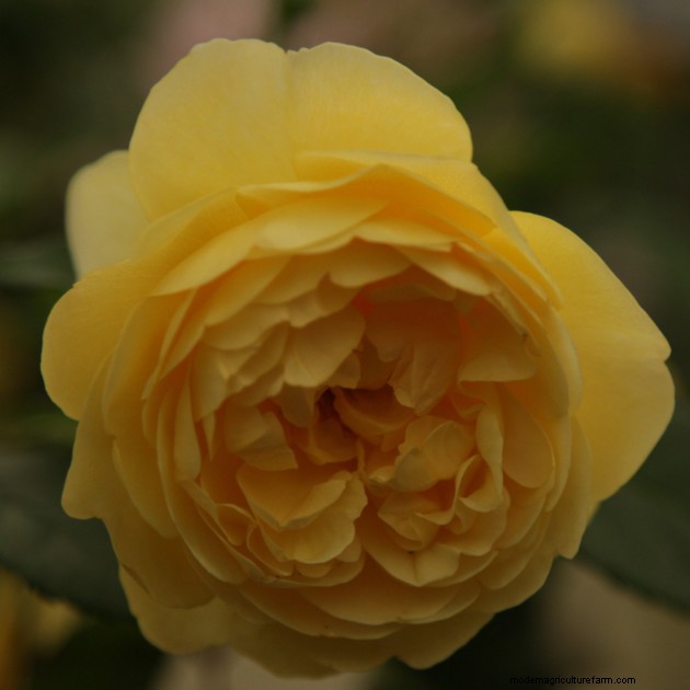RHS Chelsea: New roses for 2014
