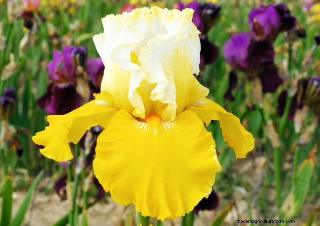 New plants to be unveiled