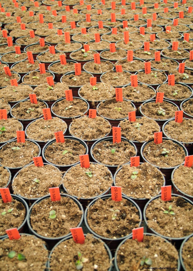 How new plants are born