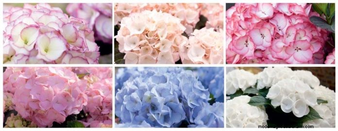 Hillier Introduce New Hydrangea at the RHS Chelsea Flower Show