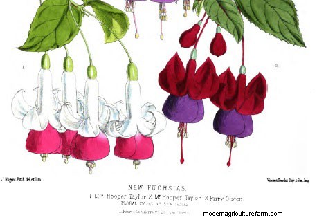 Search For Cultivated Plants At Risk Of Extinction