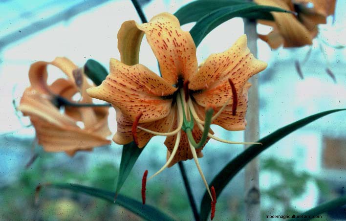 Search For Cultivated Plants At Risk Of Extinction