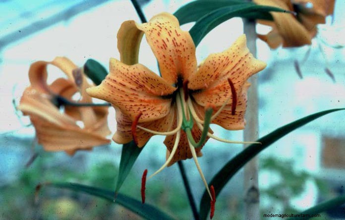 Search For Cultivated Plants At Risk Of Extinction