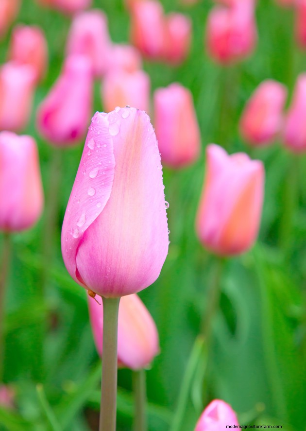 How to plant tulips