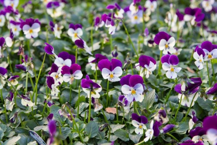 Plant profile – winter violas