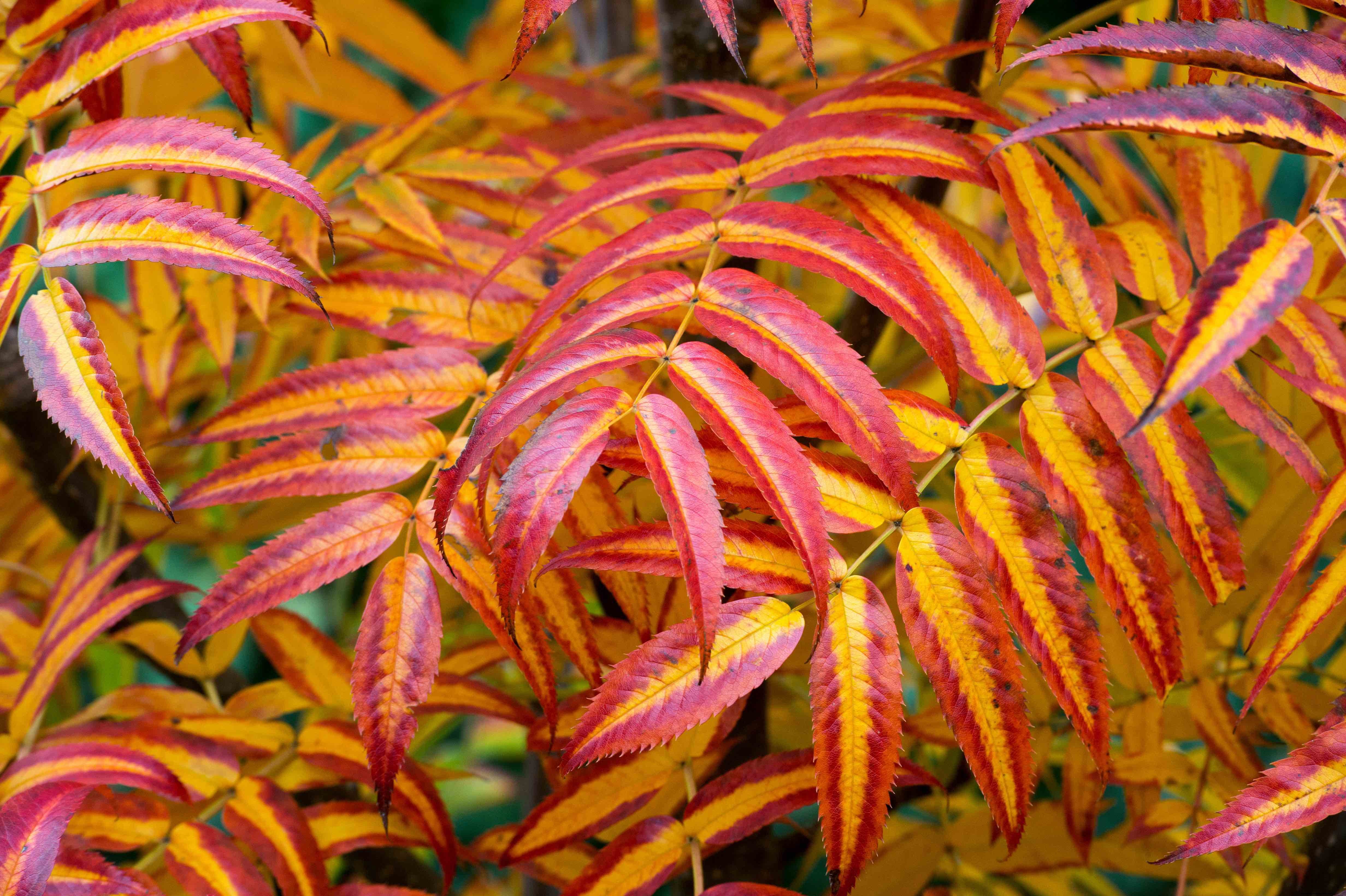Sorbus ‘Olympic Flame’ – top 10 plants of the past 20 years