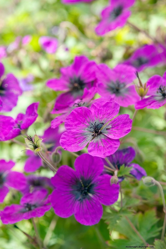 Top 10 plants of the past 20 years