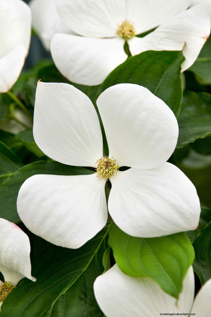 Top 10 plants of the past 20 years