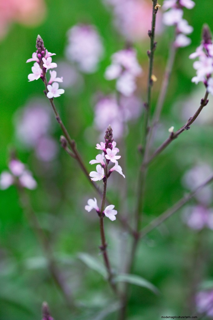 Top 10 plants of the past 20 years